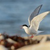 Rybak dlouhoocasy - Sterna paradisaea - Arctic Tern 2435